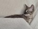 adorable chaton Bengal disponible 