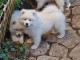 chiot samoyède a donner 