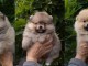 chiot spitz allemand race pure 