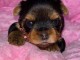adorable chiot Yorkshire terrier femelle 
