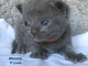 Chaton châtreux disponible pour adoption 