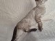 chaton Bengal disponible mâle 