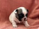 bébé chiot bulldog français à donner 