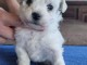 chiot bichon frisé femelle a donner 