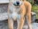 chiot Akita inu a donner 