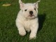 magnifique chiot bulldog anglais 