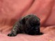 bébé chiot bouledogue français 
