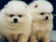 chiot spitz allemand race pure disponible 