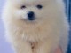 chiot spitz allemand race pure disponible 