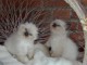 bébé chaton sacré Birmanie pour adoption 
