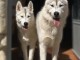 chiot husky sibérien mâle et femelle intéressé contactez moi 