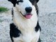 Chiots Welsh Corgi Cardigan à donner 