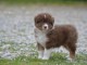 chiot berger australien femelle a donner 