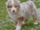 adoption chiot berger australien 