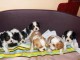 Chiots Cavalier King Charles à réserver 