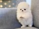 Chiots Pomeranian Teacup affectueux à vendre.