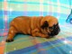 chiot bouledogue français à donner 