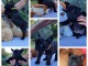 chiot bouledogue français à donner 
