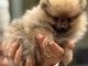 chiot spitz allemand a donner a petit prix 600€
