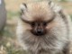 magnifique chiot spitz allemand 