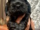 chiot cocker anglais disponible 