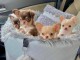 Chiots Chihuahuas à DONNER 