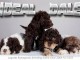 Chiots Lagotto Romagnolo – Inscrits FCI, hypoallergéniques, élevé