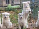 chiot berger blanc suisse adoption 
