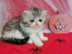 bébé chaton persan disponible 