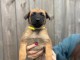 chiot belge belge disponible 