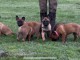 chiot belge belge disponible 