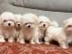 chiot bichon maltais disponible 