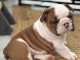 chiot bulldog anglais femelle disponible 