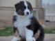 Magnifiques chiots Berger Australien à donner