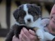 Magnifiques chiots Berger Australien à donner