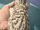 chaton Bengal mâle a donner 
