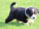 ‎Magnifiques chiots Berger Australien à donner