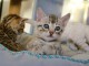 chaton Bengal pour compagnie 