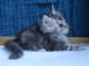 chaton Maine coon mâle 