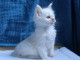 adorable chaton Maine coon femelle 