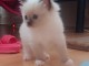 chaton ragdoll femelle a donner 