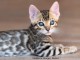 bébé chaton Bengal disponible femelle 