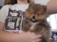 magnifique chiot spitz allemand mâle 