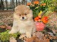 adorable chiot spitz allemand 