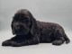 chiot labrador retriever disponible pour adoption 