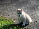 chiot husky sibérien à donner 