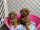 Chiots Caniche Toy. Nous avons des chiots Caniche Toy abricot et 