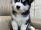 chiot husky sibérien à donner mâle 