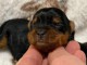 Chiot Yorkshire terrier femelle disponible 