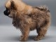 chiot spitz allemand race pure 